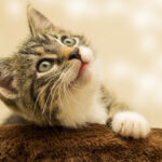 Cat guvo59