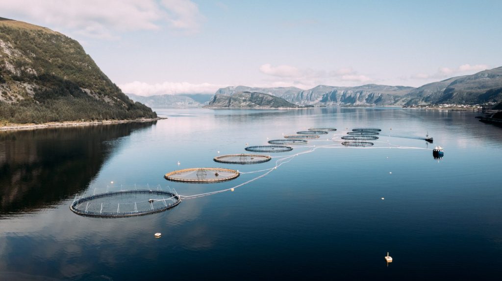 ฟาร์มแซลมอนของโมวิ