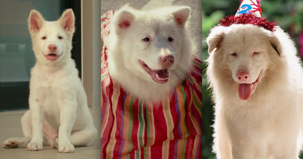 รู้จัก 3 นักแสดงสี่ขา ผู้รับบท ‘โกฮัง’ ใน ‘โกฮัง..หัวใจโกโฮม’