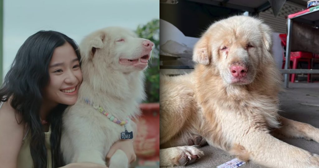 “หิมะ” สุนัขตัวแรกที่เป็นต้นแบบ ‘โกฮัง’ หนังใหม่จาก GDH