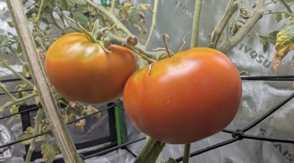 หนี AI ไปทำสวน? นักพัฒนาสามารถปลูกต้นมะเขือเทศด้วย Claude ได้สำเร็จแล้ว