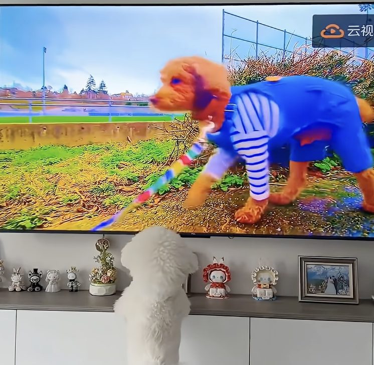 Tencent เปิดตัว PetTV ช่องทีวีสำหรับน้องหมาและแมว