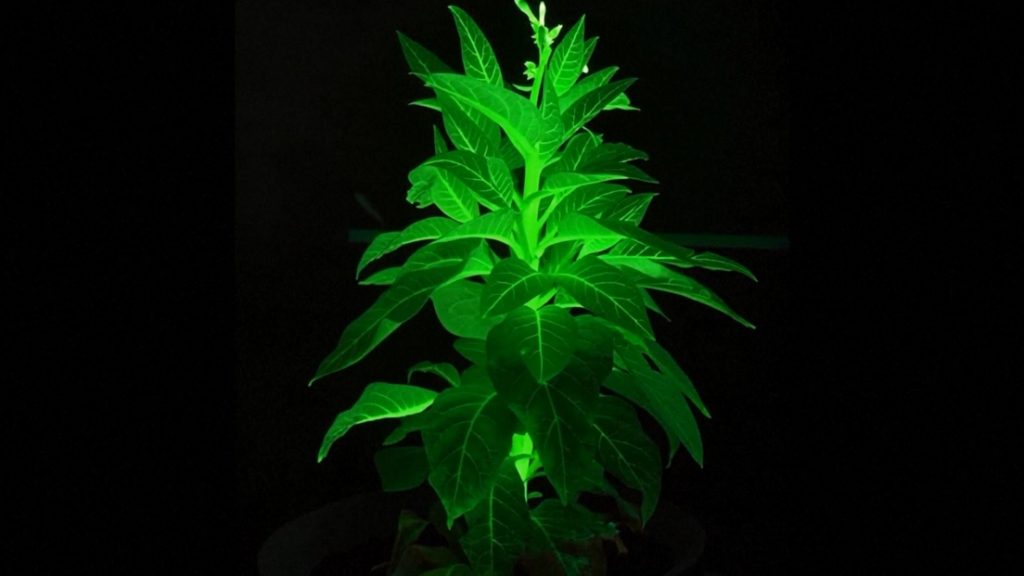 จีนพัฒนา “พืชเรืองแสง” เลียนแบบหิ่งห้อย ปูทางสู่แสงสว่างยามค่ำคืนโดยไม่ต้องใช้ไฟฟ้า