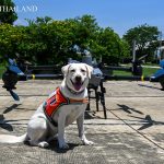 K9 USAR THAILAND
