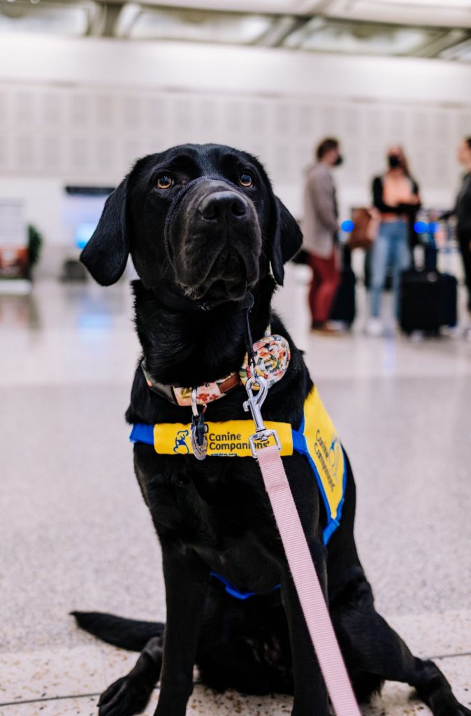 Sniffer Dogs